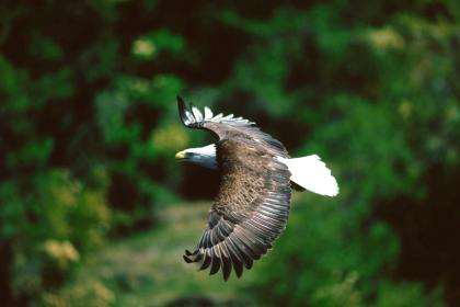 Eagle-vyapaarjagat