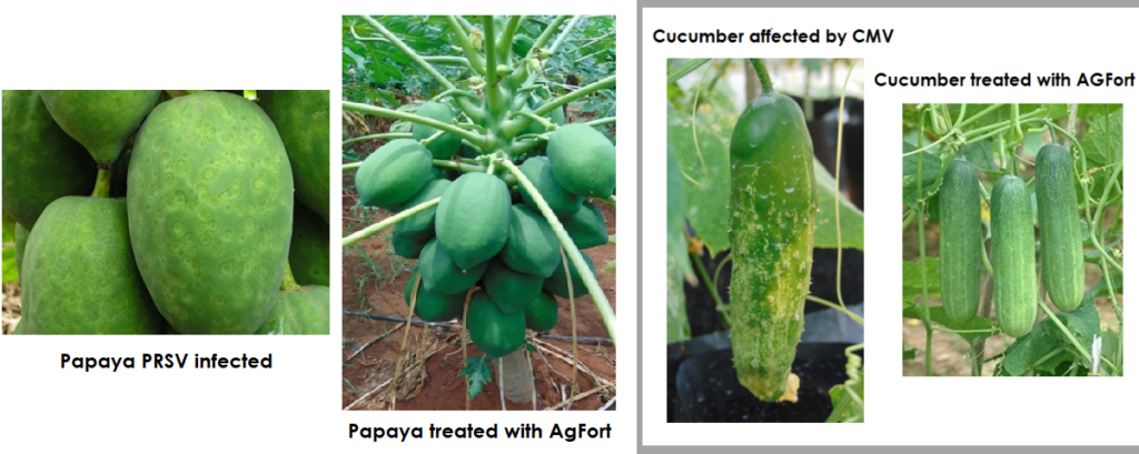 Papaya and Cucumber -vyapaarjagat