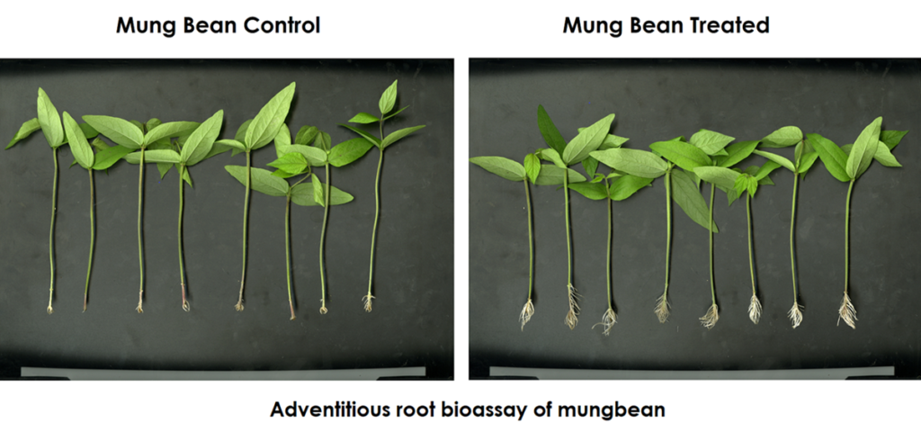 adventitious root bioassay of mungbean-vyapaarjagat